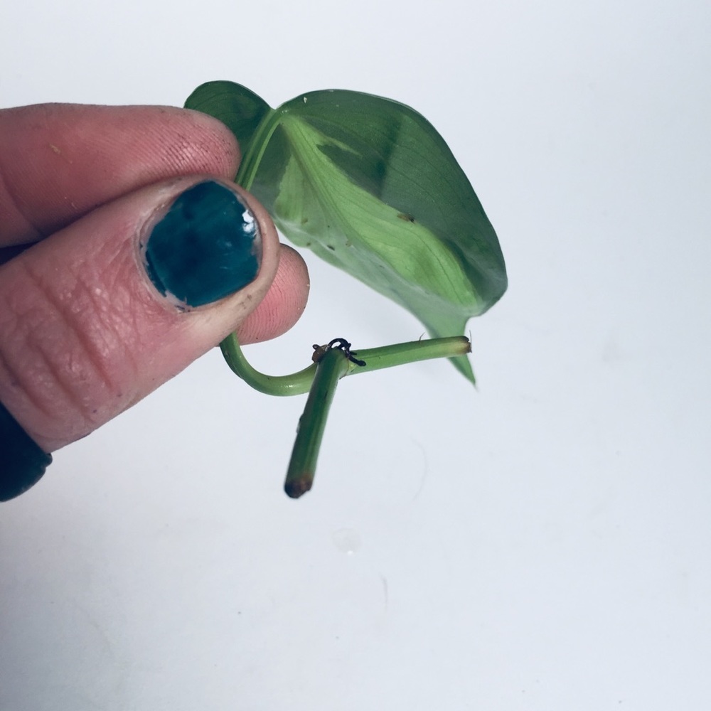 HOUSE PLANT CUTTINGS!! RARE Heartleaf Philodendron BRASIL Cutting, + many others - Picture 6 of 10